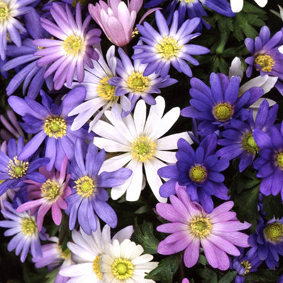 UK Garden Flower Bulbs Anemone Blanda Mixed Flower Bulbs (15 Pack ...