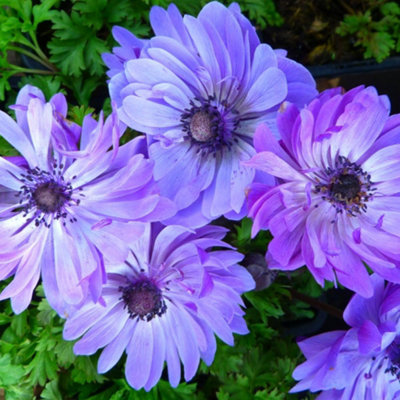 Anemone coronaria Harmony Double Blue - Early Spring Perennial Flower  Violet-Blue Blooms Drought Tolerant Easy Care 1L Pot