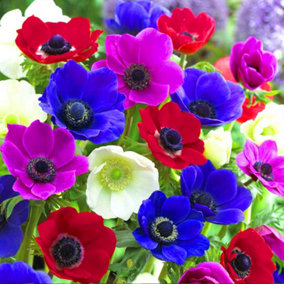 Anemone De Caen Mixed Flowering Bulbs - Vibrant Blooms (250 Pack)
