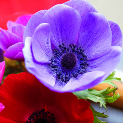 Anemone De Caen Mixed Flowering Bulbs - Vibrant Blooms (250 Pack)