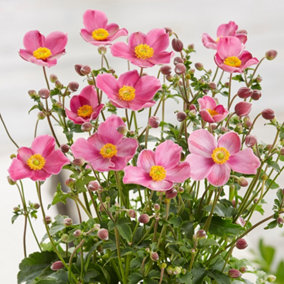 Anemone Fantasy Jasmine - Elegant Pink Blooms, Compact Size (15-30cm Height Including Pot)