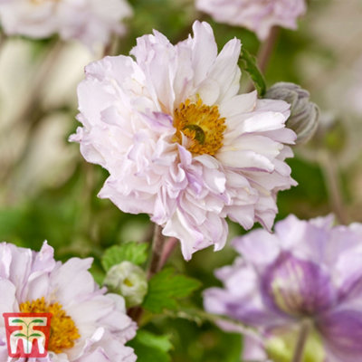 Anemone Frilly Knickers 3 Jumbo Plug Plants 30mm