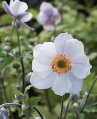Anemone hybrid Ruffled Swan -3x Windflower plants in 1.5L pots