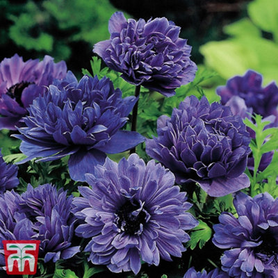 Anemone Lord Lieutenant 20 Bulbs