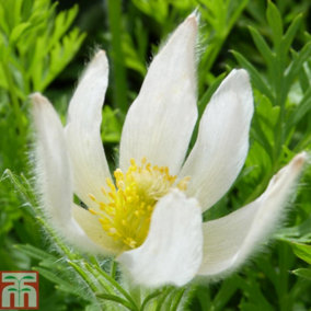 Anemone Pulsatilla Vulgaris White 9cm Potted Plant x 1