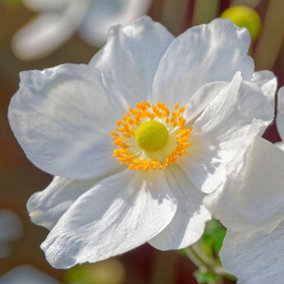 Anemone Ruffled Swan - Graceful Ruffled White Blooms, Compact Size (15-30cm Height Including Pot)