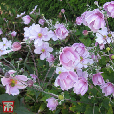 anemone-september-charm-9cm-potted-plant-x-1