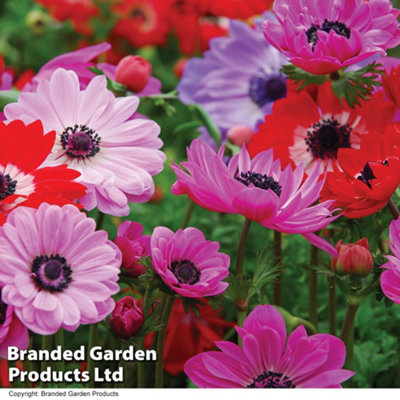 Anemone St Brigid Doubles 75 Bulbs - 3