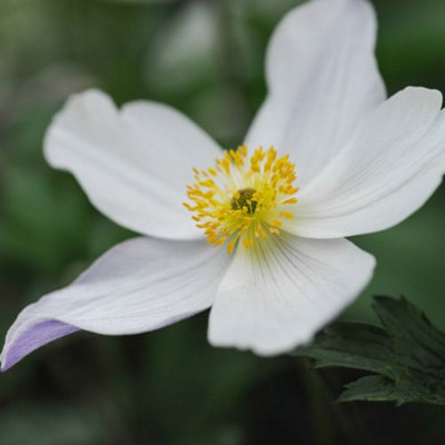 Anemone Wild Swan 7cm Potted Plant x 1