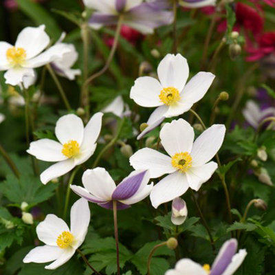 Anemone Wild Swan 7cm Potted Plant x 1