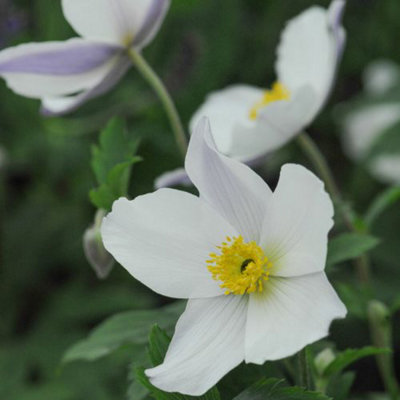 Anemone Wild Swan 7cm Potted Plant x 1 - 3