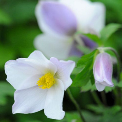Anemone Wild Swan 7cm Potted Plant x 1 - 4