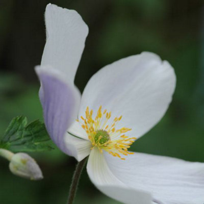 Anemone Wild Swan 7cm Potted Plant x 1 - 5