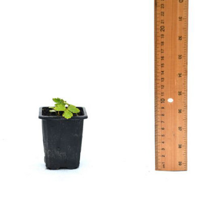 Anemone Wild Swan 7cm Potted Plant x 1 - 6