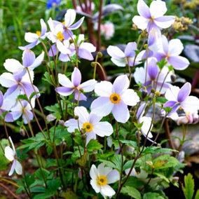Anemone Wild Swan - Elegant White Blooms, Compact Size (15-30cm Height Including Pot)