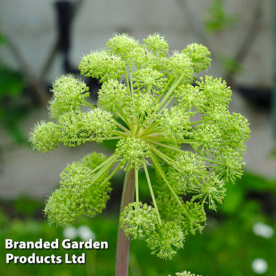 angelica-archangelica-1-seed-packet