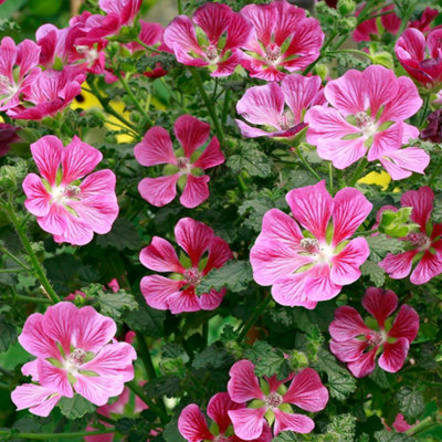 Anisodontea Capensis Garden Plant - Profuse Pink Blooms, Compact Size, Attracts Pollinators (20-30cm Height Including Pot)