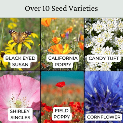 Annual ETNA Wild Flower Seeds 50g (25m²) - 3