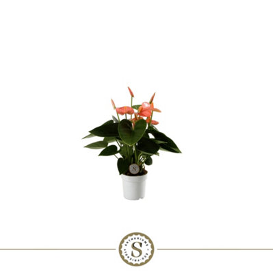 ANTHU ST SPIRIT, 7CM POT SIZE, 25CM TALL, SPIRIT ANTHURIUM, INDOOR  HOUSEPLANT