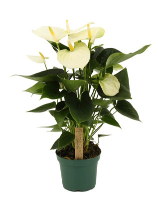anthurium-andreanum-grp-coco-