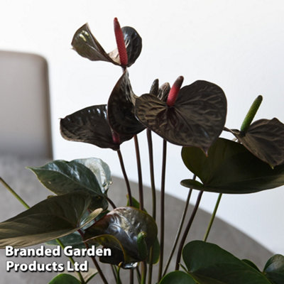 Anthurium Black Love 12cm Pot x 1 - 3