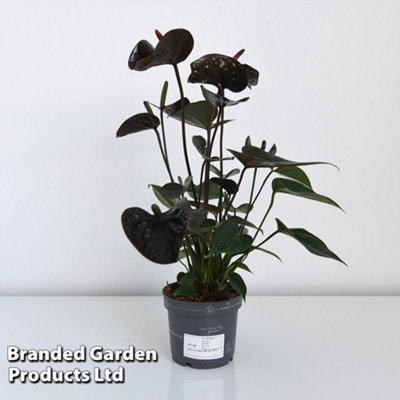Anthurium Black Love 12cm Pot x 1 - 4