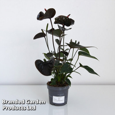 Anthurium Black Love 12cm Pot x 1