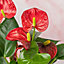 Anthurium Diamond Red in 9cm Pot - Flamingo Flower - Exotic Indoor Plant