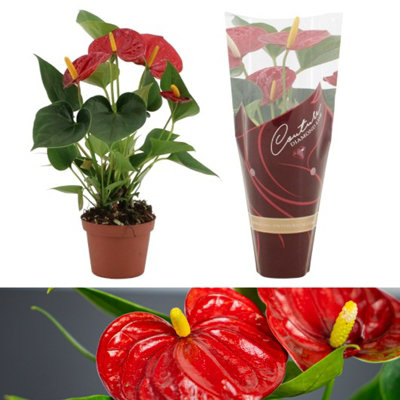 Anthurium Diamond Red in 9cm Pot - Flamingo Flower - Exotic Indoor Plant