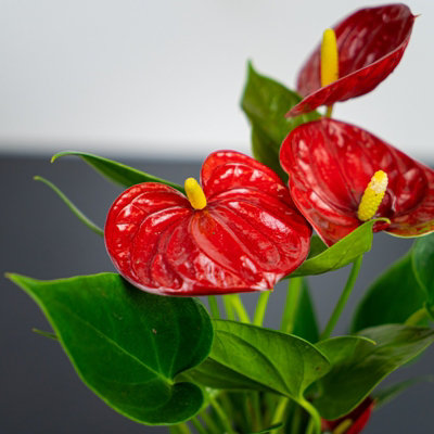 Anthurium Diamond Red in 9cm Pot - Flamingo Flower - Exotic Indoor Plant - 3
