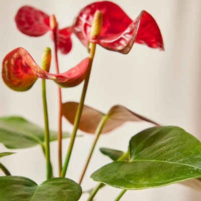 Anthurium Diamond Red in 9cm Pot - Flamingo Flower - Exotic Indoor Plant - 4