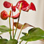 Anthurium Diamond Red in 9cm Pot - Flamingo Flower - Exotic Indoor Plant