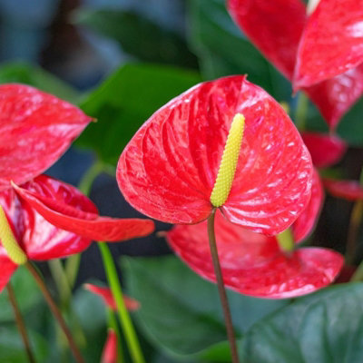 Anthurium Diamond Red in 9cm Pot - Flamingo Flower - Exotic Indoor Plant - 6