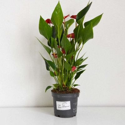 ANTHURIUM MILLION FLOWER - SCARLET BLOOMS IN 18CM POT - INDOOR ELEGANCE  LONG COLOUR HOUSEWARMING GIFT