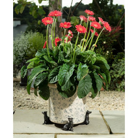 Antique Bronze Jack Russell Terrier Plant Pot Feet - Set of 3