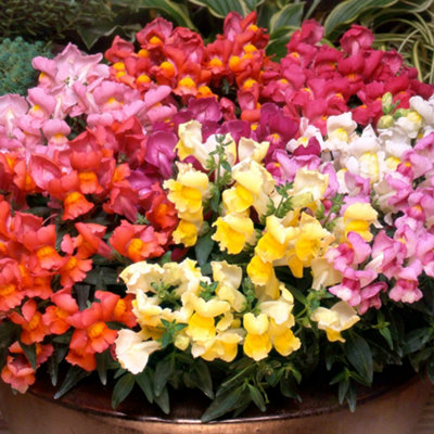 Antirrhinum Appeal Mixed - Snapdragon Garden Ready Bedding Plants 6 Pack