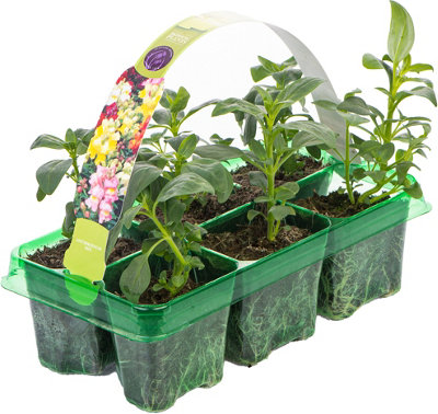 Antirrhinum Appeal Mixed - Snapdragon Garden Ready Bedding Plants 6 Pack
