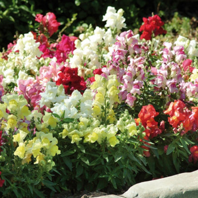Antirrhinum Appeal Mixed - Snapdragon Garden Ready Bedding Plants 6 Pack - 3