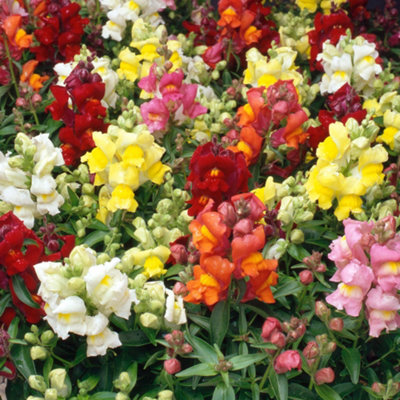 Antirrhinum Appeal Mixed - Snapdragon Garden Ready Bedding Plants 6 Pack - 4
