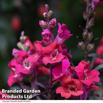 Antirrhinum Cherry Cola Garden Ready - 15 Plants