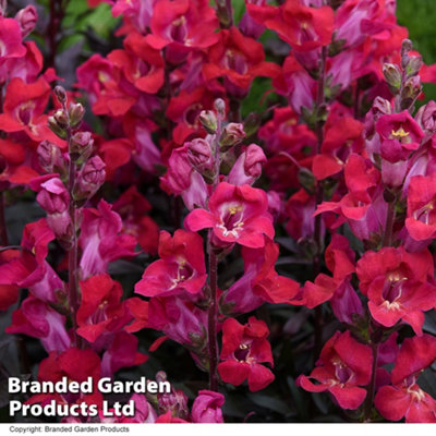 Antirrhinum Cherry Cola Garden Ready - 15 Plants - 3