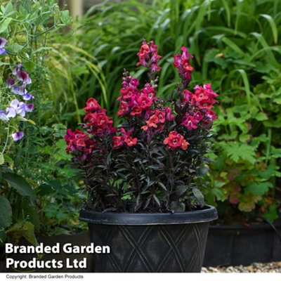 Antirrhinum Cherry Cola Garden Ready - 15 Plants - 4