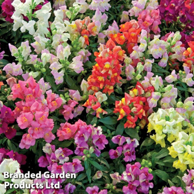 Antirrhinum Magic Carpet Mix 1 Seed Packet (1500 Seeds)