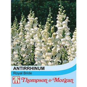 Antirrhinum Majus Royal Bride 1 Packet (400 Seeds)