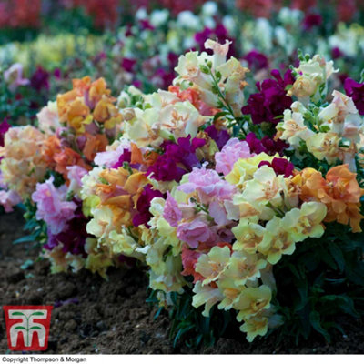 Antirrhinum Mini Butterflies 15 Garden Ready Plants