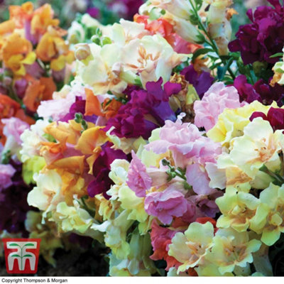 Antirrhinum Mini Butterflies 15 Garden Ready Plants