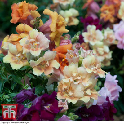 Antirrhinum Mini Butterflies 15 Garden Ready Plants - 3
