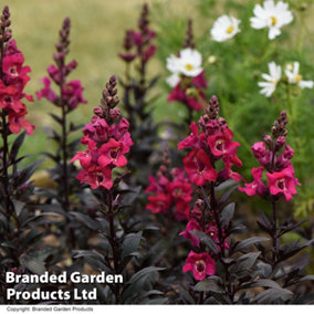 Antirrhinum Mini Cherry Cola 1 Seed Packet (50 Seeds)