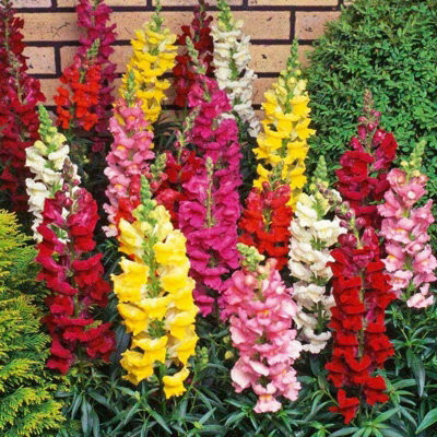 Antirrhinum Mixed Bedding Plants 1 x 6 Pack - Vibrant Snapdragon Summer ...