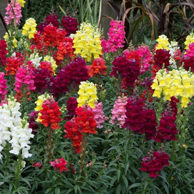 Antirrhinum Mixed Bedding Plants 1 x 6 Pack - Vibrant Snapdragon Summer ...